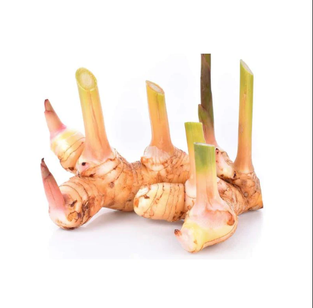 南姜 Galangal (KG)